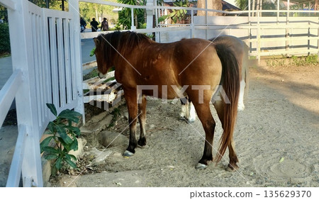 Miniature brown pony eagerly eats feed inside a rustic wooden stall, showcasing charming farm life with soft mane and gentle eyes in a cozy enclosure daily routine of livestock care. 135629370