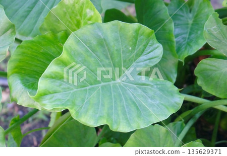 A vibrant green broadleaf of a tropical Colocasia plant showcasing natural texture and lush foliage in a garden environment with detailed vein patterns and shiny surface outdoors. A vibrant green broadleaf of a tropical Colocasia plant showcasing natural texture and lush foliage in a garden environment with detailed vein patterns and shiny surface outdoors. 135629371
