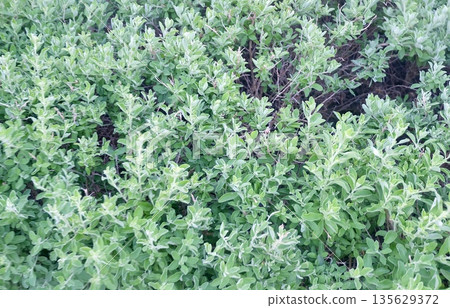 Green ornamental Leucophyllum frutescens shrub with textured foliage in a fresh garden bed bordered by white pebbles and gray curb stone, showcasing natural outdoor landscaping design and decorative 135629372
