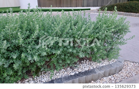 A close-up of a Leucophyllum frutescens shrub with small, green, fuzzy leaves and thin brown stems, showcasing its compact, bushy shape and natural texture in an outdoor garden setting. A close-up of a Leucophyllum frutescens shrub with small, green, fuzzy leaves and thin brown stems, showcasing its compact, bushy shape and natural texture in an outdoor garden setting. 135629373