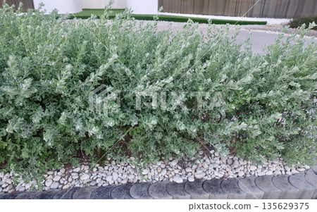 Green silverleaf shrub thriving beside white pebble curb in outdoor garden enhancing home exterior beauty with textured foliage and natural landscaping design elegance for backyard decoration. Green silverleaf shrub thriving beside white pebble curb in outdoor garden enhancing home exterior beauty with textured foliage and natural landscaping design elegance for backyard decoration. 135629375