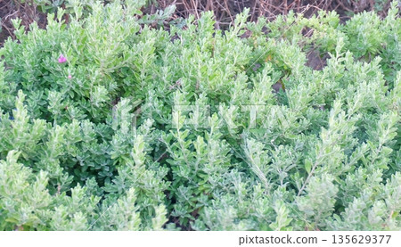 Dense green Leucophyllum Frutescens shrub with textured leaves and tiny pink flower, showcasing lush foliage in a natural outdoor garden setting with vibrant botanical beauty. Dense green Leucophyllum Frutescens shrub with textured leaves and tiny pink flower, showcasing lush foliage in a natural outdoor garden setting with vibrant botanical beauty. 135629377