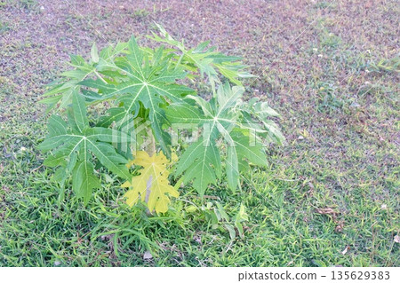 Lush green papaya seedling with broad leaves thrives in grassy field, showcasing tropical agriculture, natural growth, healthy outdoor botanical ecosystem and organic cultivation environment. Lush green papaya seedling with broad leaves thrives in grassy field, showcasing tropical agriculture, natural growth, healthy outdoor botanical ecosystem and organic cultivation environment. 135629383