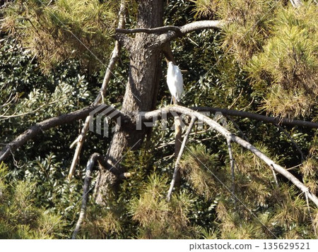 Great egrets on pine trees at Inage Seaside Park Great egrets on pine trees at Inage Seaside Park 135629521