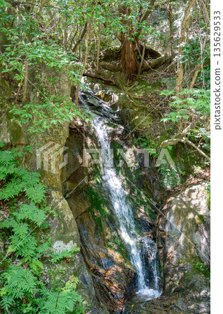Waterfall at Mitaki-Dera temple in Hiroshima surrounded by mossy rocks 135629533