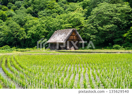 Traditional houses and rice fields in Shirakawa-go, rural Japan Traditional houses and rice fields in Shirakawa-go, rural Japan 135629540