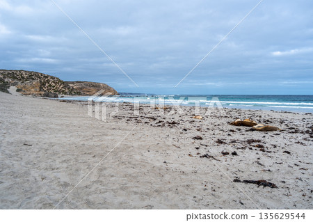 Seals resting on the sandy beach of Seal Bay, in Kangaroo Island, Australia 135629544