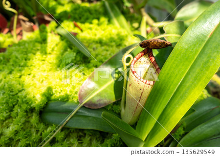 Nepenthes carnivorous plant in Singapore Botanic Gardens Nepenthes carnivorous plant in Singapore Botanic Gardens 135629549