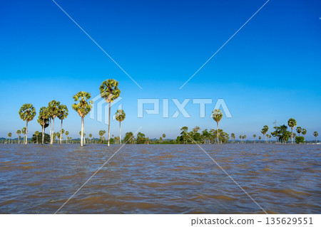 Borassus palm trees on Lake Tempe, South Sulawesi, Indonesia 135629551