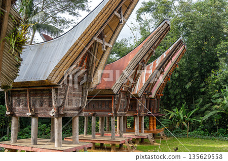 Traditional Toraja houses with buffalo horns, Sulawesi, Indonesia 135629558