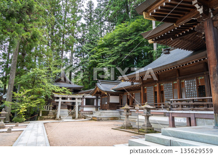 Sakurayama Hachimangu Shrine buildings surrounded by tall trees in Takayama, Japan 135629559