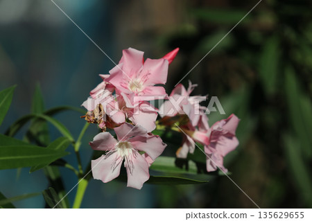 Sept 14 2025 Vibrant Pink Flowers in Bloom Against a Natural Gree Sept 14 2025 Vibrant Pink Flowers in Bloom Against a Natural Gree 135629655
