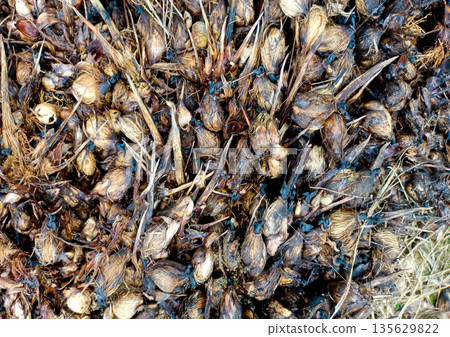 Texture of Decaying Oil Palm Kernels and Shells Waste Residue on Ground 135629822
