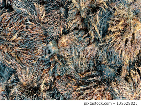 Large Pile of Fibrous Empty Fruit Bunches EFB from Palm Oil Industry Large Pile of Fibrous Empty Fruit Bunches EFB from Palm Oil Industry 135629823