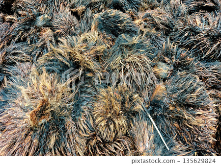 Full Frame Texture of Dried Empty Oil Palm Fruit Bunches Biomass Waste Full Frame Texture of Dried Empty Oil Palm Fruit Bunches Biomass Waste 135629824