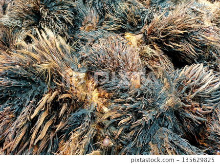 Macro Detail of Burnt and Dried Oil Palm Empty Fruit Bunch Fibers Macro Detail of Burnt and Dried Oil Palm Empty Fruit Bunch Fibers 135629825