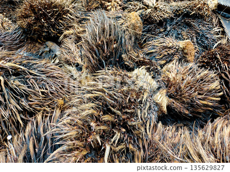 Close Up Texture of Spiky Fibers on Empty Oil Palm Fruit Bunches EFB Close Up Texture of Spiky Fibers on Empty Oil Palm Fruit Bunches EFB 135629827
