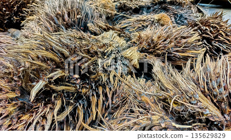 Detailed Fibrous Pattern of Palm Oil Empty Fruit Bunches for Bioenergy 135629829
