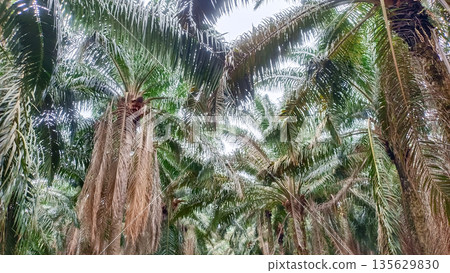 Low Angle View of Tall Oil Palm Trees Canopy Against Bright White Sky 135629830