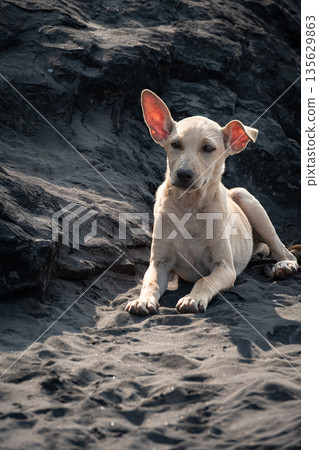 Sad street white dog rests on a dark sandy beach by the sea on a sunny day. Homeless street animals Sad street white dog rests on a dark sandy beach by the sea on a sunny day. Homeless street animals 135629863