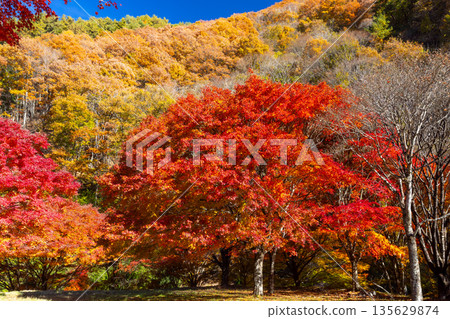 Higashiminowa, Minowa Town, Kamiina District, Nagano Prefecture - A famous spot for viewing autumn leaves: Lake Momiji (Minowa Dam) and vibrant maples near Takenoo Square 135629874