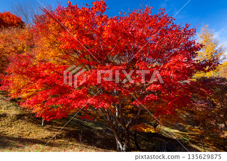 Higashiminowa, Minowa Town, Kamiina District, Nagano Prefecture - A famous spot for viewing autumn leaves: Lake Momiji (Minowa Dam) and vibrant maples near Takenoo Square Higashiminowa, Minowa Town, Kamiina District, Nagano Prefecture - A famous spot for viewing autumn leaves: Lake Momiji (Minowa Dam) and vibrant maples near Takenoo Square 135629875
