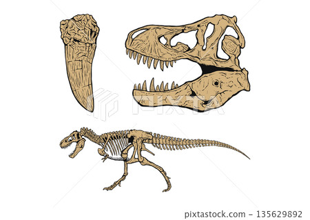 霸王龍化石套裝 霸王龍化石套裝 135629892