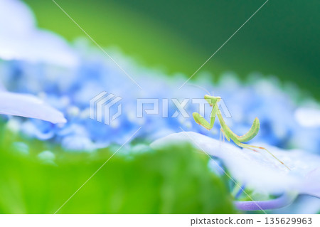 A small praying mantis on a light blue hydrangea flower 135629963