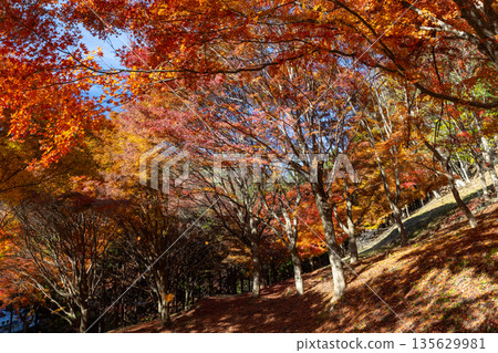 Higashiminowa, Minowa Town, Kamiina District, Nagano Prefecture - A famous spot for viewing autumn leaves: Lake Momiji (Minowa Dam) and the vibrant maple tunnel at Takenoo Square 135629981