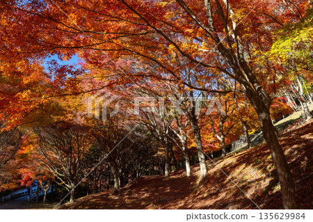 長野縣上名郡箕輪町東之輪－著名的賞楓勝地：紅葉湖（箕輪水壩）和竹野廣場絢麗的楓樹隧道。 135629984