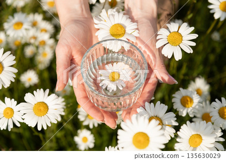 Chamomile in a glass. A woman's hands with a glass of daisies. Chamomile Field Chamomile in a glass. A woman's hands with a glass of daisies. Chamomile Field 135630029