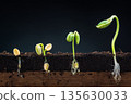 Seed germination stages with roots and shoots emerging from dark soil on a black background 135630033