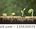 Seedlings emerging from soil with roots visible, green background, nature growth concept 135630039