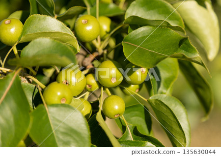 Unripe green pears growing on tree branch 135630044