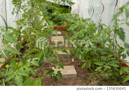 Greenhouse Tomato Plants Growing Indoors 135630045