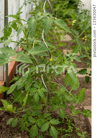 Eco friendly plant leaves grown for home gardening. Tomato Plant with Early Blossoms in Greenhouse Eco friendly plant leaves grown for home gardening. Tomato Plant with Early Blossoms in Greenhouse 135630047