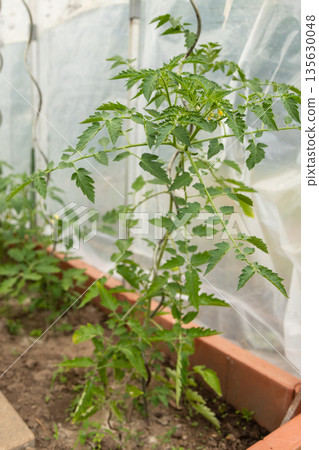 Tall Tomato Plant Growing Along Greenhouse Wall 135630048