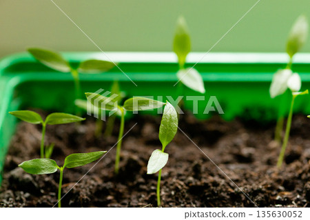 Fresh green plant representing eco agriculture. Home grown vegetable seedling in natural environment Fresh green plant representing eco agriculture. Home grown vegetable seedling in natural environment 135630052