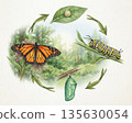 Monarch butterfly life cycle illustration with caterpillar, chrysalis, and leaves in natural setting 135630054
