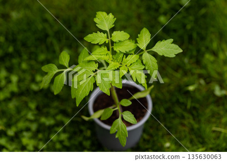 Vegetable seedlings sprouting from soil in home garden Vegetable seedlings sprouting from soil in home garden 135630063