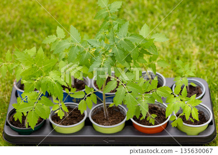 Home grown seedlings prepared for outdoor planting. Home grown eco vegetable seedlings ready for planting 135630067