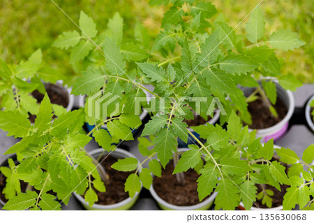 Sustainable gardening concept with young vegetable plants. Home grown eco vegetable seedlings ready for planting 135630068