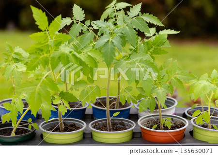Home grown eco vegetable seedlings ready for planting Home grown eco vegetable seedlings ready for planting 135630071