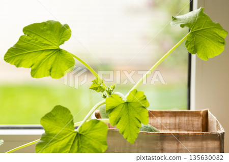 Home grown vegetable seedlings on windowsill.Home gardening concept with young plants in natural light 135630082