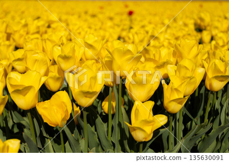 Yellow tulip field during spring bloom. Yellow tulip field blooming in agricultural landscape Yellow tulip field during spring bloom. Yellow tulip field blooming in agricultural landscape 135630091