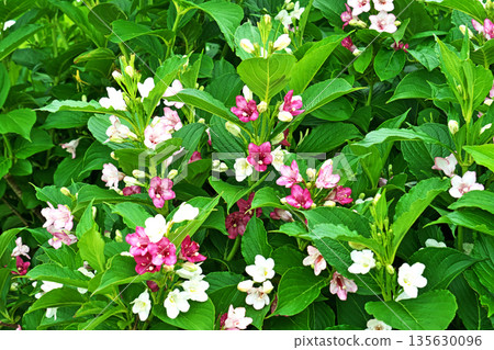 色彩繽紛的蜀葵花(春季,五月) 色彩繽紛的蜀葵花(春季,五月) 135630096