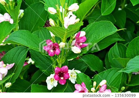 紫黃楊花（春季，五月） 135630099