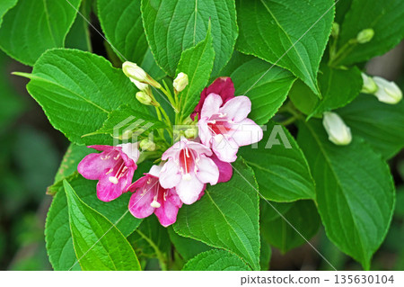 白黃楊花（春季，五月） 135630104