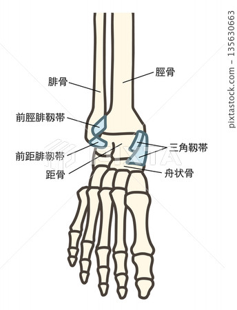 Front view of the foot skeleton, ankle joints and major ligaments 135630663