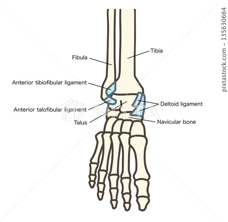 Front view of the foot skeleton, ankle joints and major ligaments 135630664